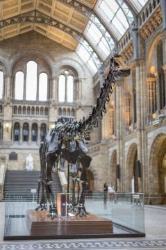 Dippy on display at the Natural History Museum © Natural History Museum