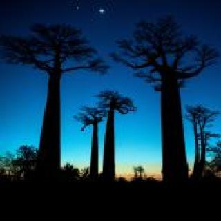 Baobab, the magic tree