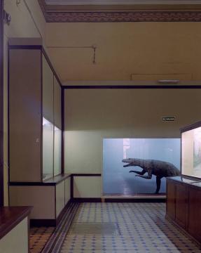 Nicolas Savary, Raptor, Musée de la Plata, 2014 © Nicolas Savary