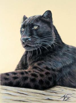 Panther - Jaguar