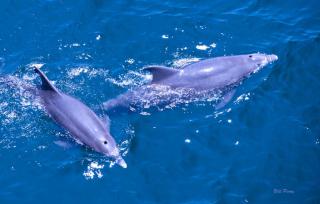 A pair of Bottle Nose Dolphins 