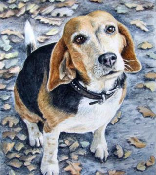Beagle in Autumn