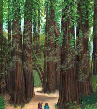 The Tall & Not to Be Cut  ( The Redwoods)