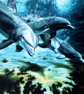 Dolphin's family