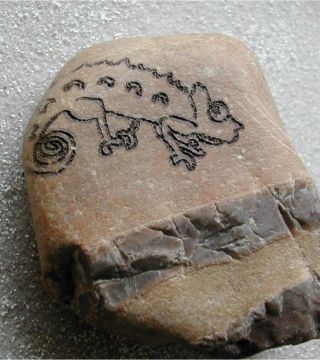 Chamaleon on Stone