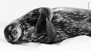 Sleeping like a Weddell by Ralf Schneider. © Ralf Schneider.