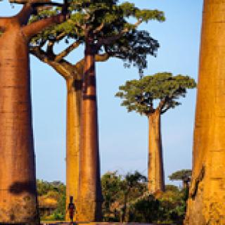 Baobab, der Zauberbaum