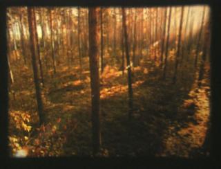 Jordan Wolfson: The Forest from Above in Reverse, 2006  16mm film Courtesy of Johann König, Berlin