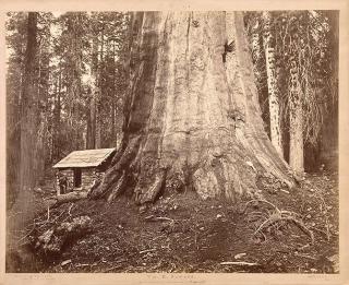 Eadweard Muybridge, Wm. H Seward, 85 Feet in Circumference. Mariposa Grove of Mammoth Trees, No. 51, 1872