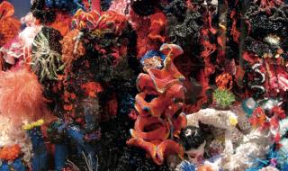Crochet Coral Reef: TOXIC SEAS