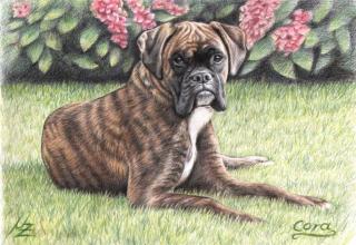 Boxer Girl