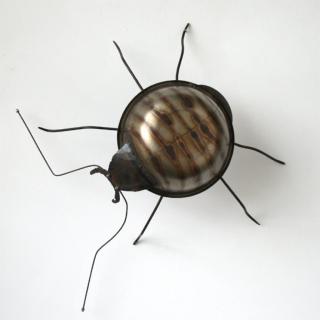 Weevil