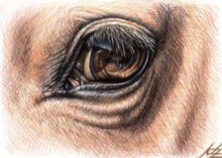 Horse Eye