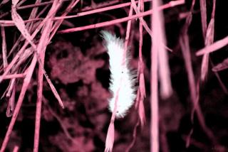 Feather