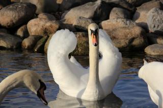 Swan