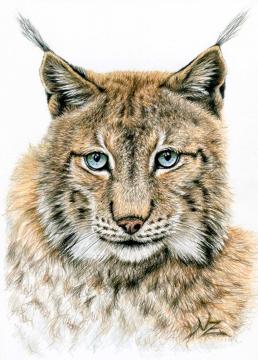 The Lynx