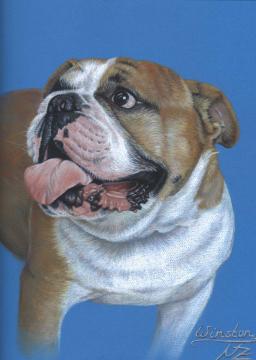 English Bulldog