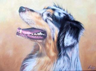 Australian Shepherd