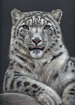 Snow Leopard