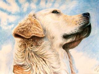 Golden Retriever Portrait