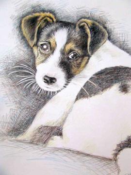 Jack Russell Puppy