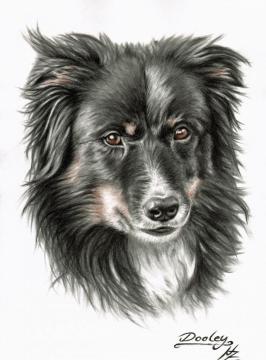 Border Collie