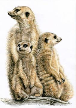 The Meerkats