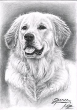 Golden Retriever Spence