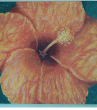 Hibisco