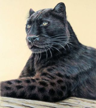 Panther - Jaguar