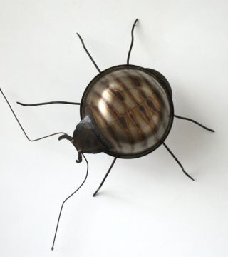 Weevil