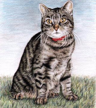 Tomcat Max