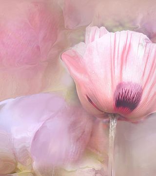 Poppy and Peony
