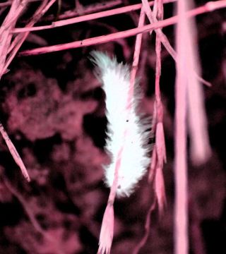 Feather