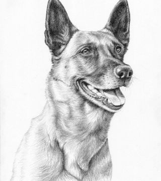 Malinois