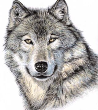 Wolf