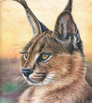 Caracal