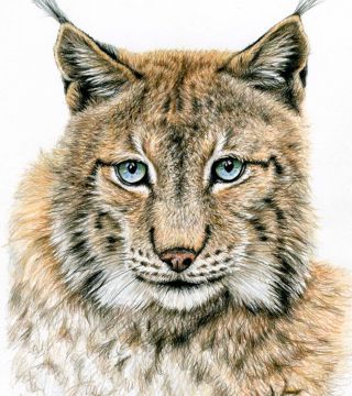 The Lynx