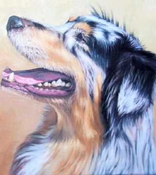 Australian Shepherd