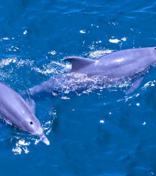 A pair of Bottle Nose Dolphins 