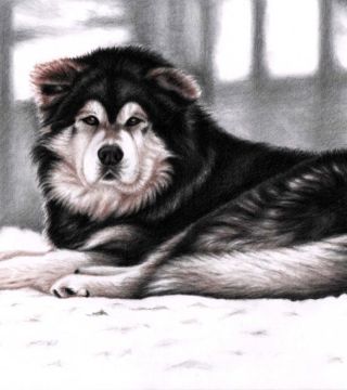 Alaskan malamute