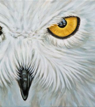 Snow Owl