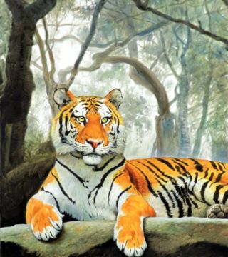 Asian Tiger