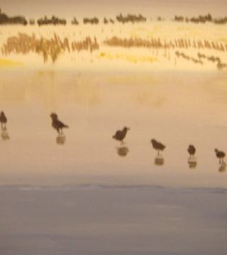 Coots on the water