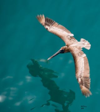 Brown Pelican in the Gulf of Mexico.