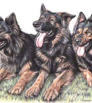 German Shepherds