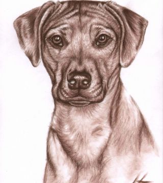 Rhodesian Ridgeback