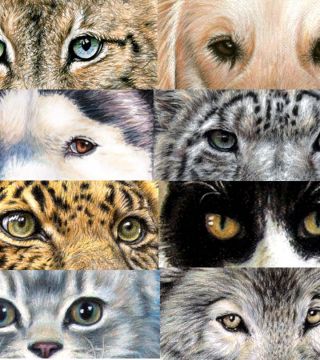 Animal Eyes