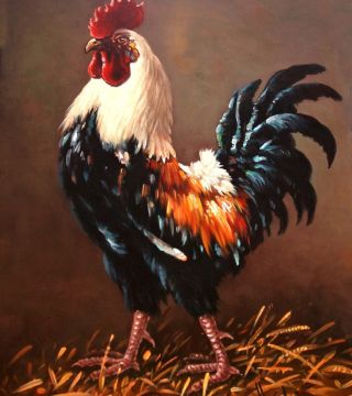 Rooster - the master of the yard