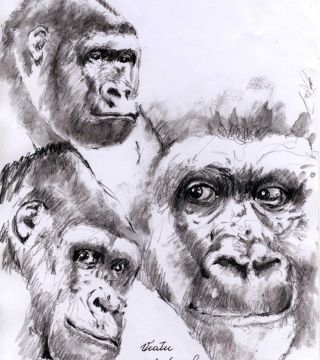 Viatu aus dem Zoo Frankfurt